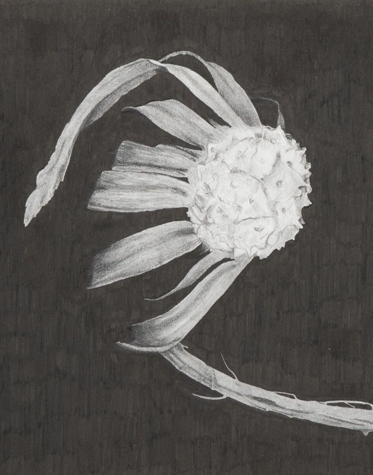 2024-HSC-Artworks-Lam-Rachel-2