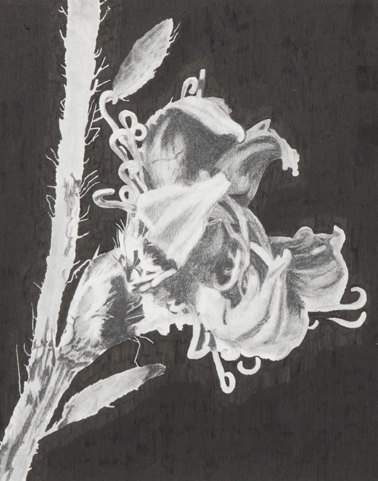 2024-HSC-Artworks-Lam-Rachel-3